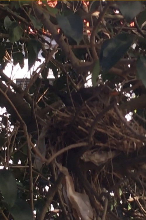 Turdus merula Linnaeus, 1758