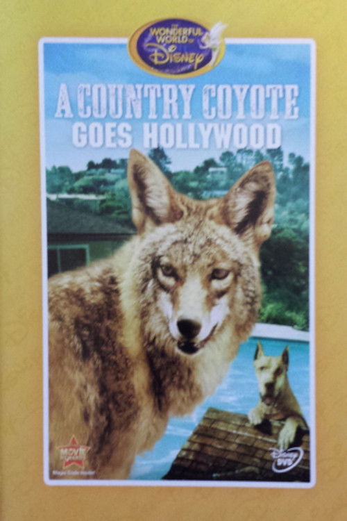 A Country Coyote Goes Hollywood