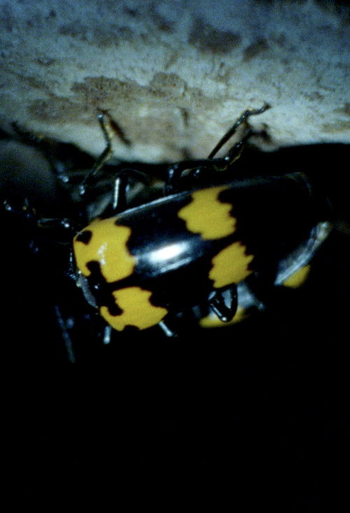 Zero Woods of the Wild Place