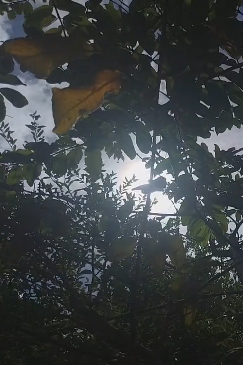 Em homenagem a Manoel Gomes da Silva ou Miguel Eloí