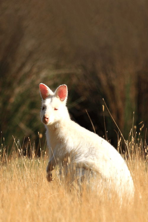 David Attenborough's Tasmania
