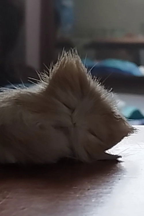 Some other softer joy