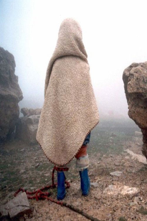 A teknősbékák repülhetnek