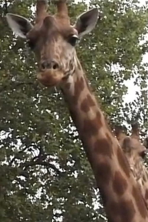 Girafe