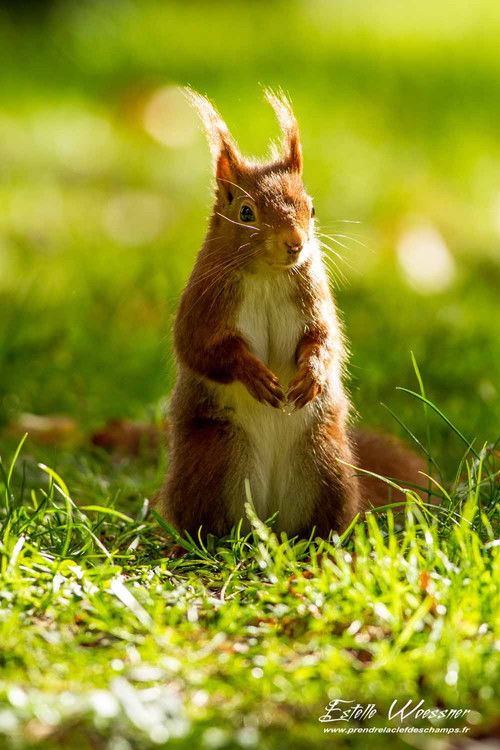 Écureuil : Les Tribulations d'une forestière