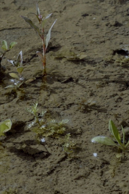 Brazza, Chronicle of a Wasteland