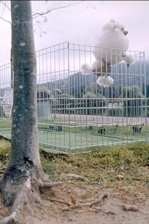 About Dogs And People