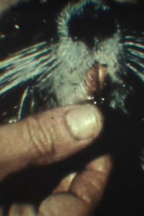 Fauna sudamericana N° 9: Nutria