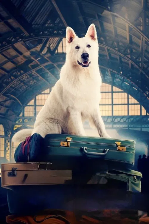 Lampo, the Travelling Dog