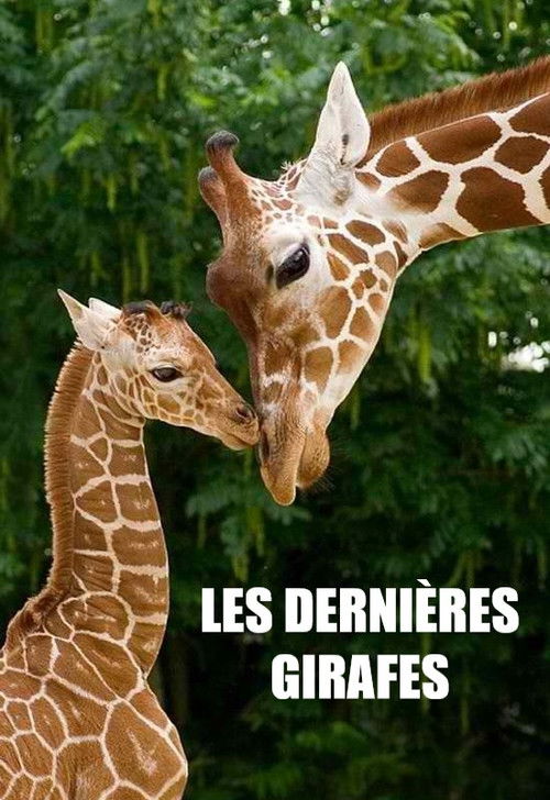 Les Dernières Girafes
