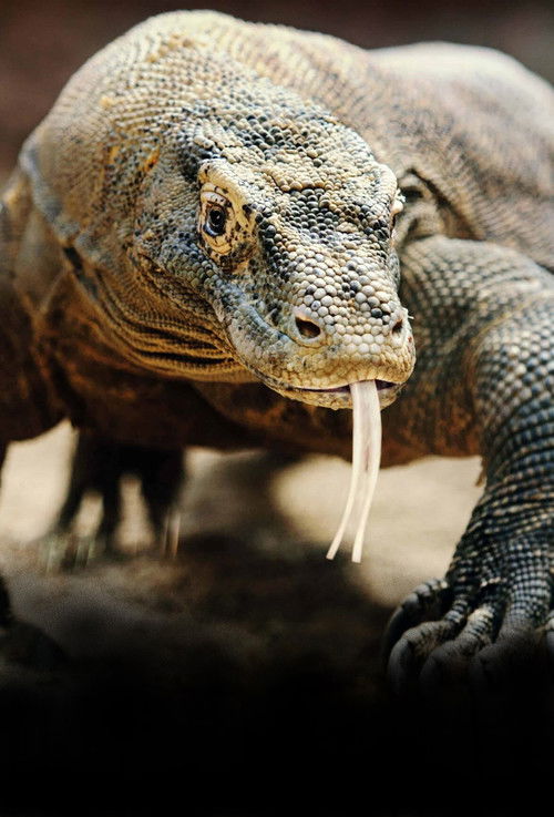 Les monstres de Komodo : une histoire d'amour