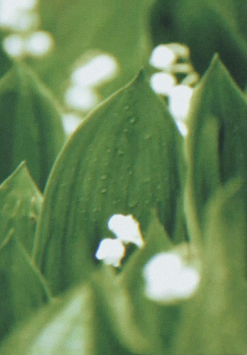 Rushing Green with Horses