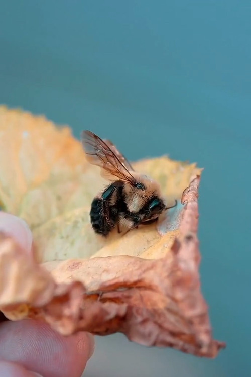 Des abeilles pour demain