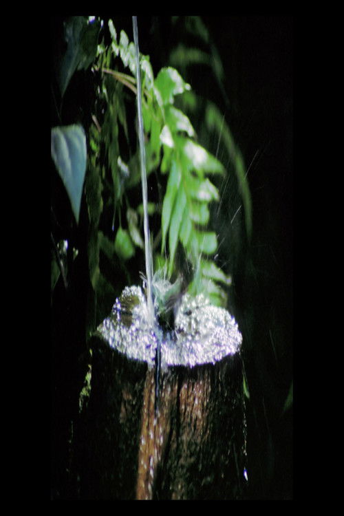 Augusto Ruschi Guainunbi