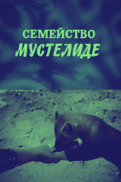 The Mustelidae Family