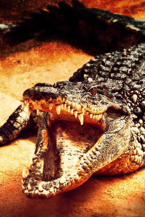 Fenyegető krokodilok