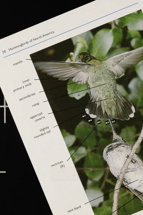 A Field Guide to Hummingbirds