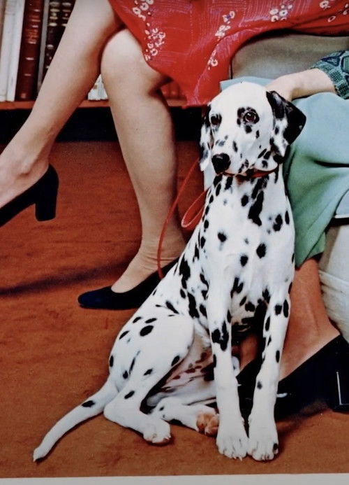 Dalmatian