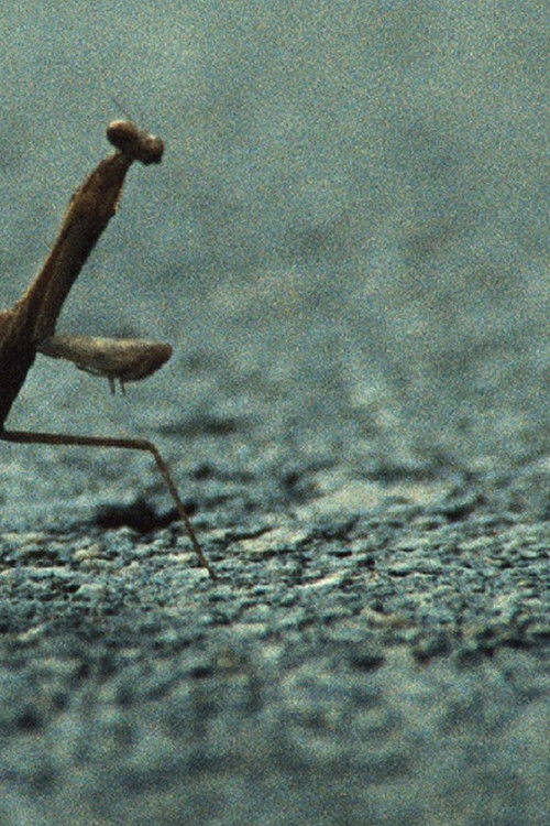 No, I Am Not a Toad, I Am a Turtle!