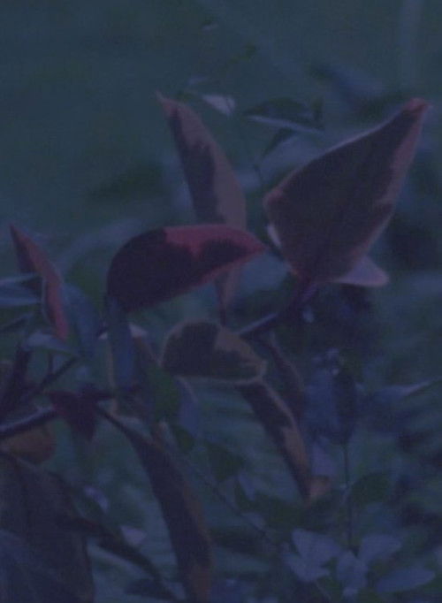 come wishes be horses