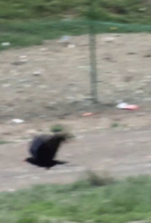 Does a cat prentend to sleep