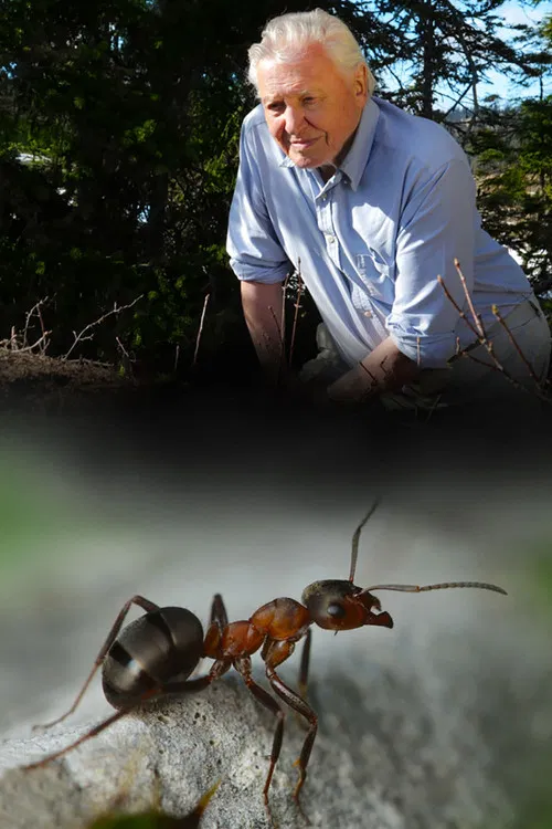 Attenborough and the Empire of the Ants