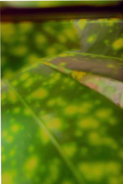 recuerdos de rio verde